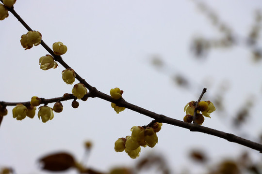 臘梅