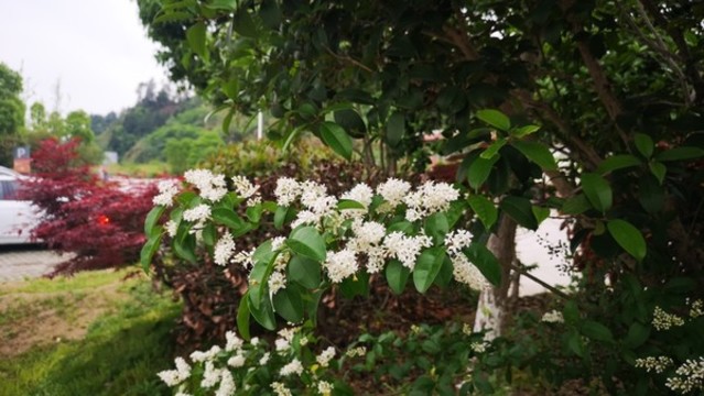 謝裕大茶博園