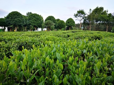 謝裕大茶博園