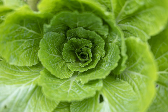 有機(jī)生菜