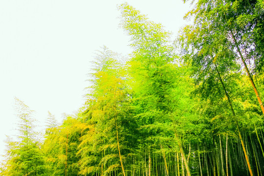 棲鳳竹
