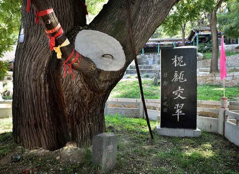 河北省石家莊市封龍山唐槐