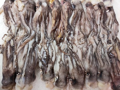 魷魚須