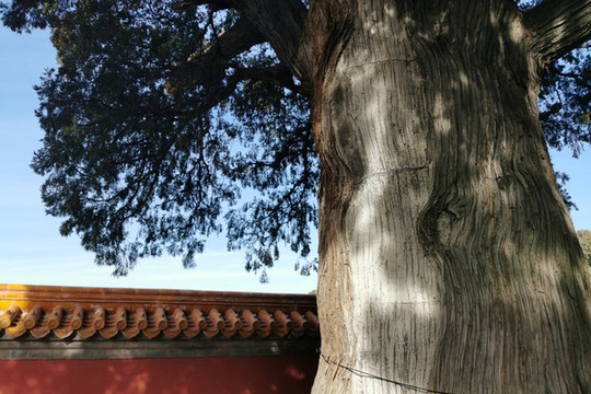 地壇公園大將軍柏