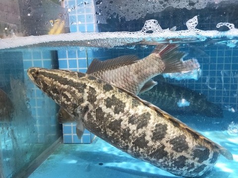 財魚