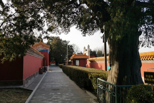 地壇公園大將軍柏
