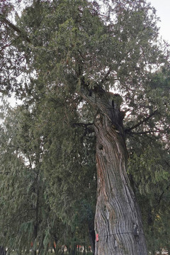 地壇公園古樹(shù)