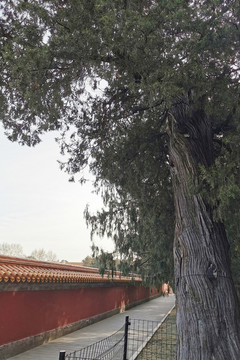 地壇公園古樹