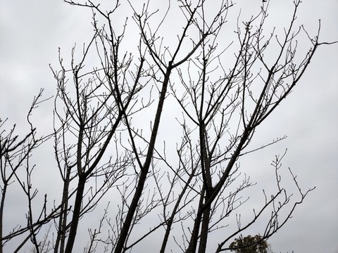 干枯樹枝
