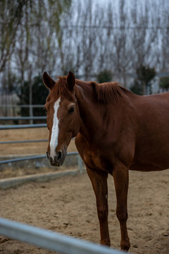 騎馬場里的駿馬高清圖