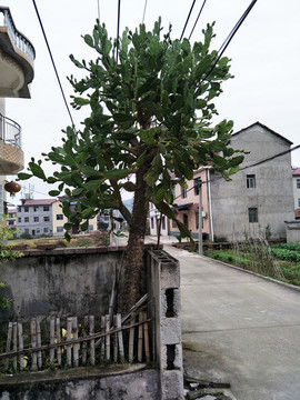 仙人掌樹