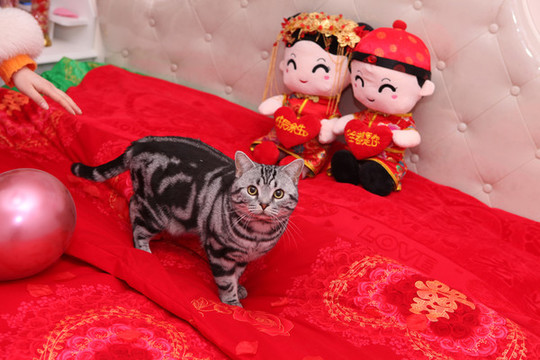 美國短毛貓
