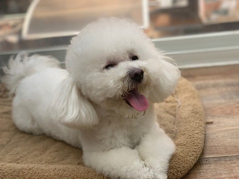 比熊犬