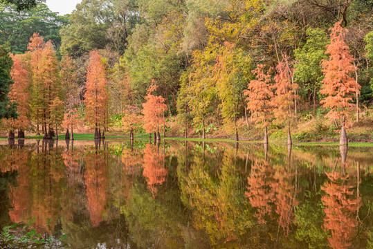 番禺大夫山森林公園水彬林