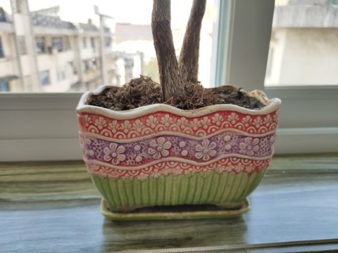陽臺上的花盆