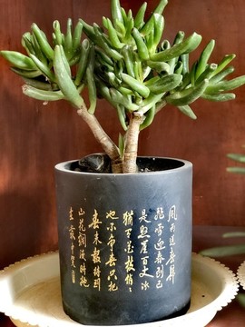 簡(jiǎn)葉花月
