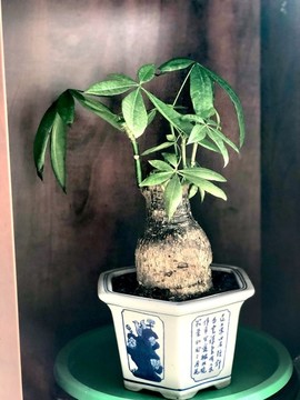 發(fā)財樹