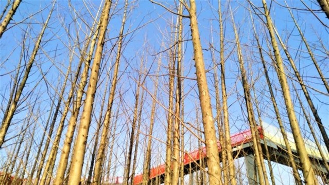 樹(shù)枝