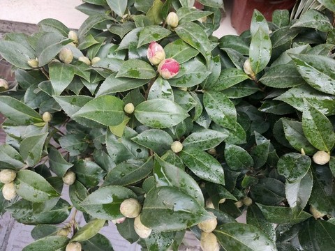 茶花
