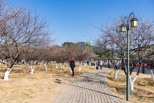 蘿崗香雪公園梅花綻放景色