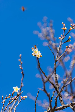 兩只蜜蜂梅花中飛