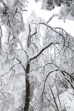 香爐山雪景