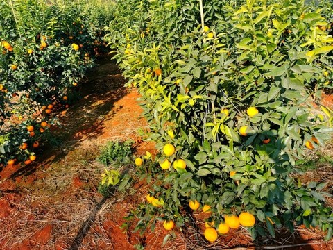 柑桔種植水果采摘園