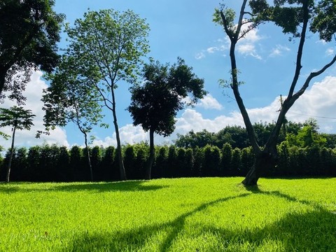 深圳晴綠化天空