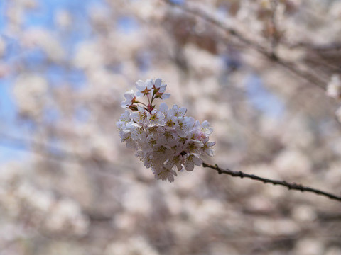 櫻桃花