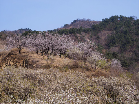 嶗山櫻桃花