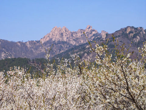 嶗山櫻桃花