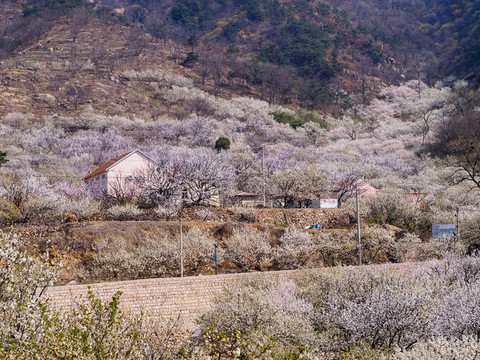 嶗山春光