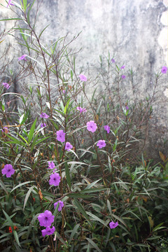 花園