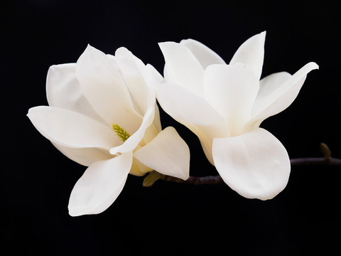 兩朵白玉蘭