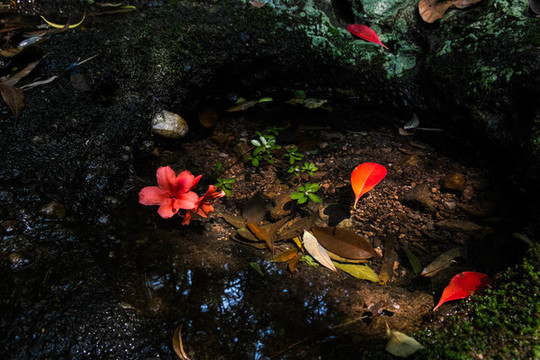落葉落花流水山泉哀傷節(jié)氣光影