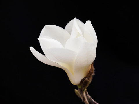 一朵白玉蘭