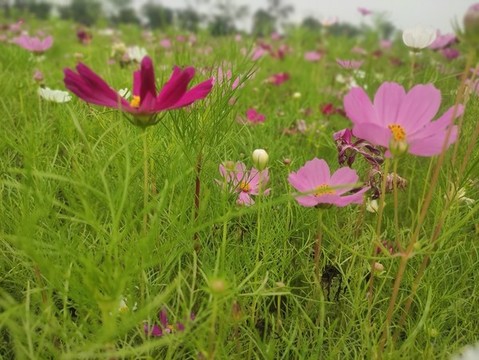 絢麗的花朵