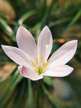 蘭花草