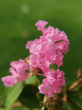 紫荊花