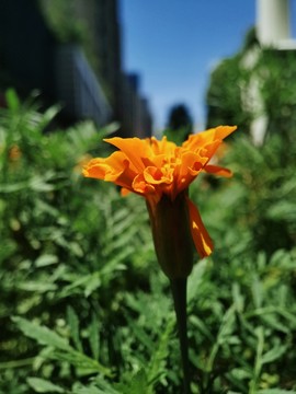 萬(wàn)壽菊