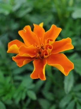 萬壽菊