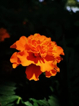 萬(wàn)壽菊