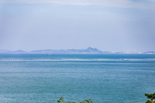 青島嶗山海濱山林植被