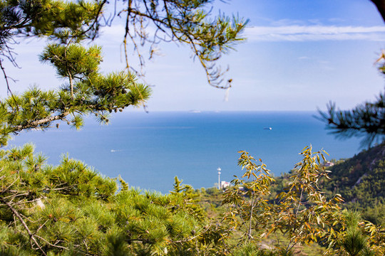 青島嶗山海濱樹林植被