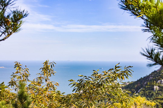 青島嶗山海濱樹林植被