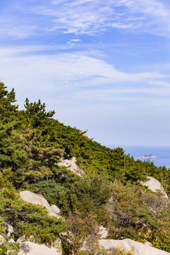 青島嶗山海濱樹林植被