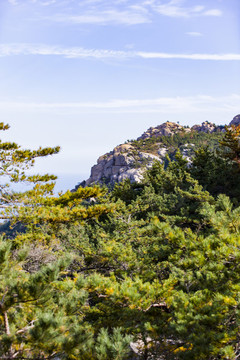 青島嶗山海濱山林植被
