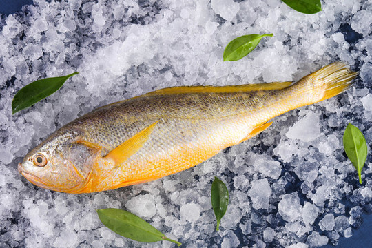 野生大黃魚(yú)