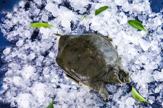 野生甲魚(yú)