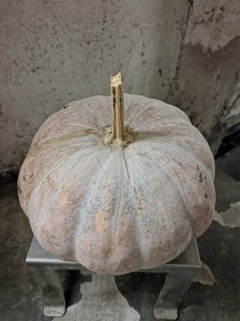 老南瓜